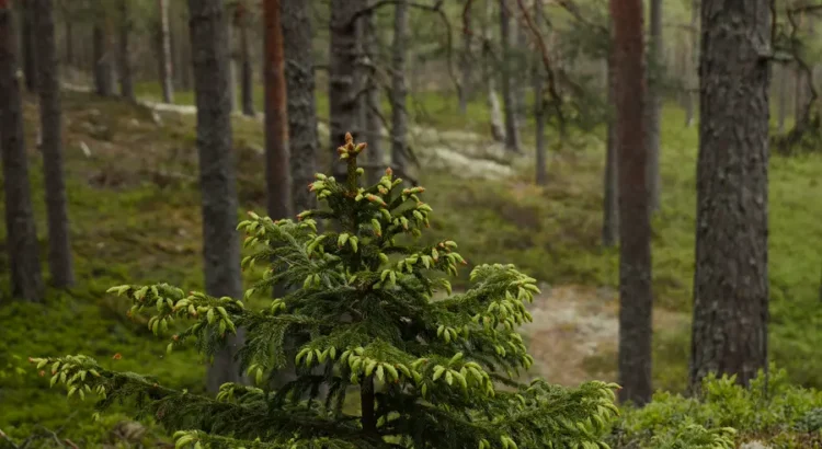 Veseliga ekosistema